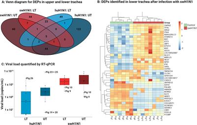 Multi-omics analysis reveals the impact of influenza a virus host adaptation on immune signatures in pig tracheal tissue